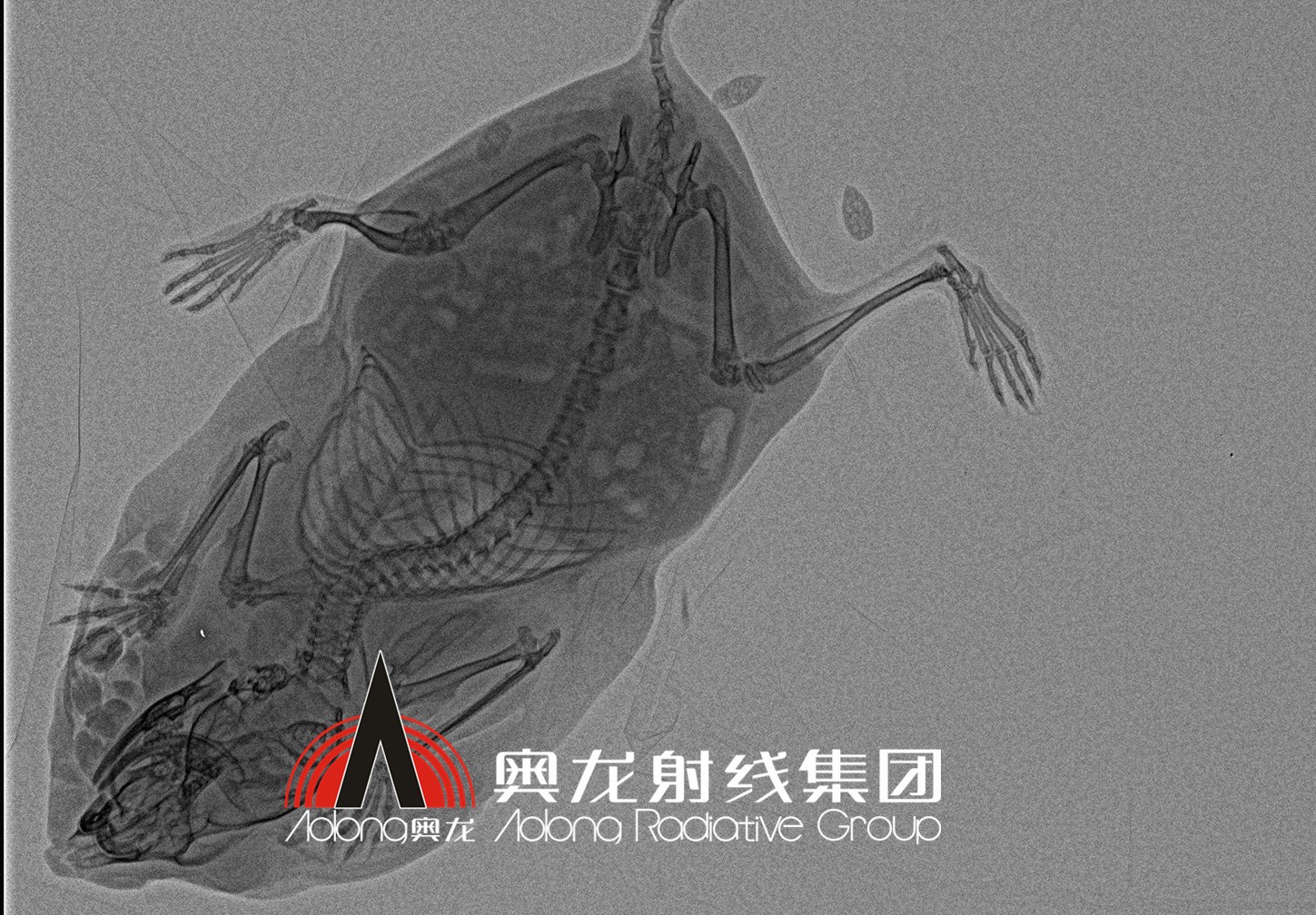 小倉鼠.jpg 小倉鼠.jpg