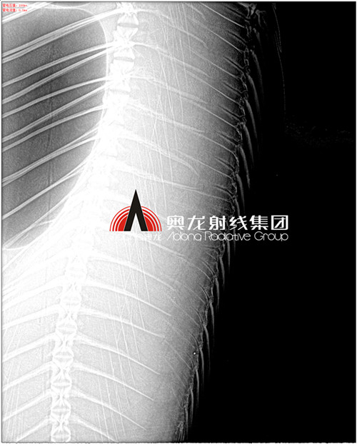 鯽魚刺3倍放大.jpg 鯽魚刺3倍放大.jpg