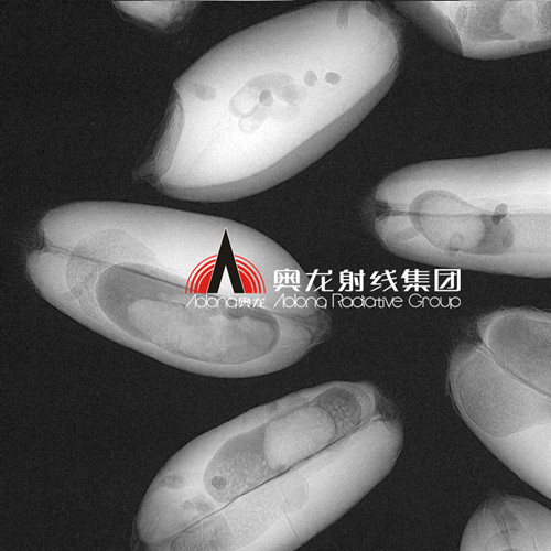 被蟲蛀的小麥種子.jpg 被蟲蛀的小麥種子.jpg