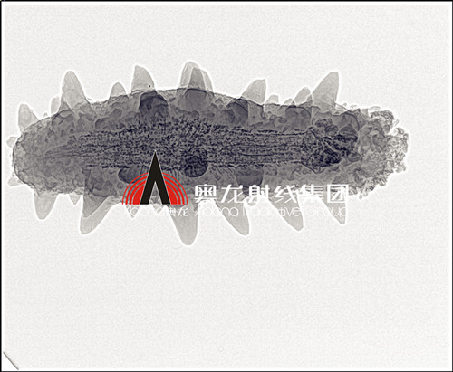 海參.jpg 海參.jpg